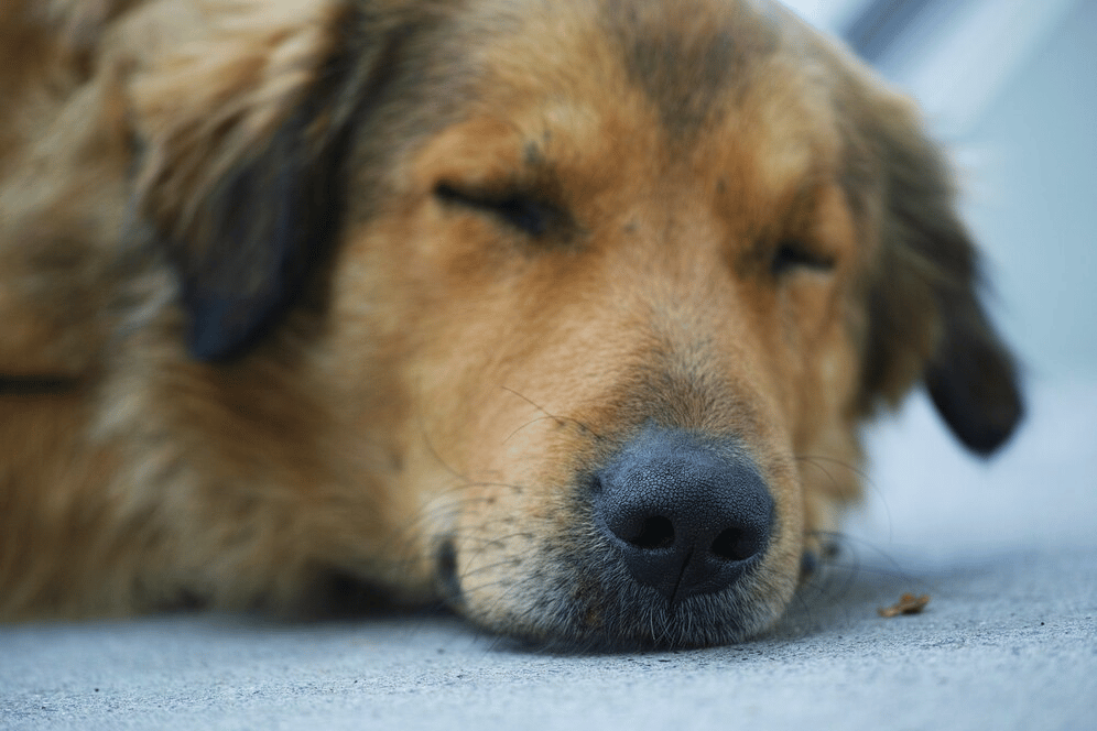 Image d’un chien qui dort pour représenter pourquoi une plaque commémorative pour animaux de Martel & Fils est une bonne idée pour honorer un animal.
